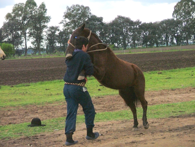 argentine_64