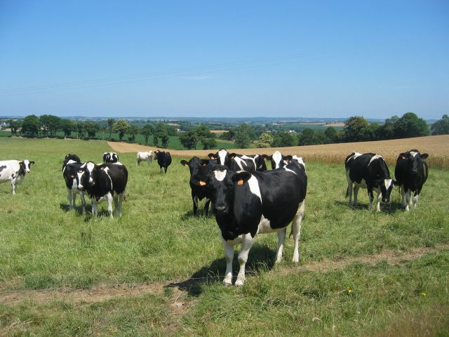 de belles vaches bretonnes